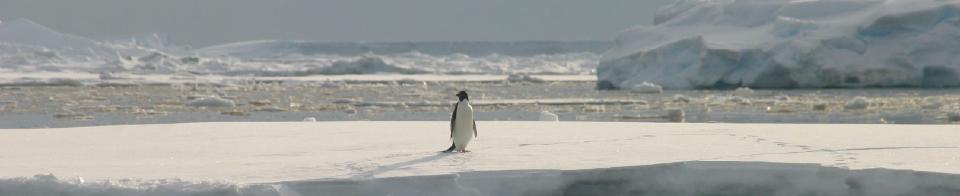 Release the penguins